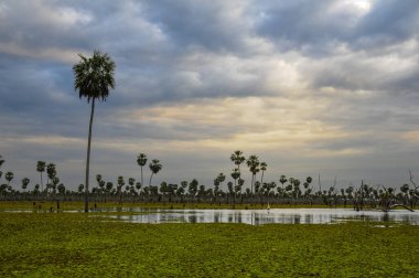 La Estrella Marsh 'taki Sunst Palms manzarası, Formosa, Arjantin.