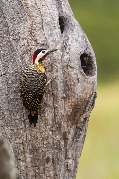 Green Barred Woodpecker Forest Environment Pampa Province Patagonia Argentina — Stock Photo, Image