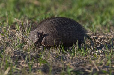 Armadillo Pampas kırsal kesiminde, La Pampa Eyaleti, Arjantin.