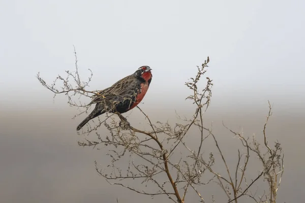 Long Tailed Meadowlark Perched Pampas Grassland Environment Pampa Province Patagonia — Stock Photo, Image