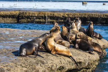 Güney Amerika deniz aslanı ,