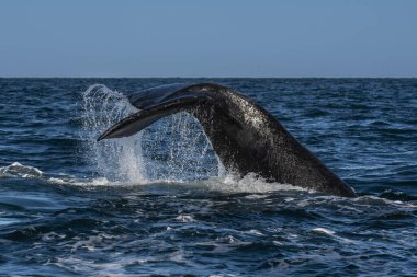 Sohutern sağ balina kuyruğu ıstakoz kuyruğu, nesli tükenmekte olan türler, Patagonya, Arjantin
