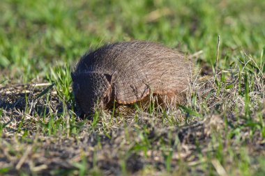 Armadillo Pampas kırsal kesiminde, La Pampa Eyaleti, Arjantin.