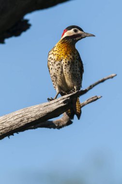 Green barred Woodpecker in forest environment,  La Pampa province, Patagonia, Argentina.