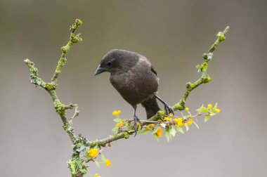 Calden Ormanı 'nda Bay winged Cowbird, La Pampa Eyaleti, Patagonya, Arjantin.