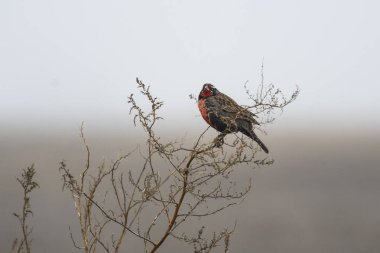 Long tailed Meadowlark, perched in Pampas grassland environment, La Pampa Province, Patagonia, Argentina.
