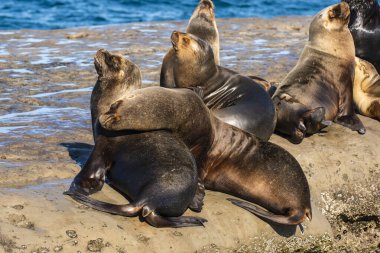 Güney Amerika deniz aslanı ,