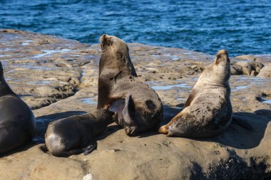 Güney Amerika deniz aslanı ,