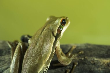 Montevideo Ağacı, Hyla Pulchela, La Pampa, Patagonya, Arjantin.