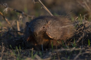 Armadillo Pampas kırsal kesiminde, La Pampa Eyaleti, Arjantin.