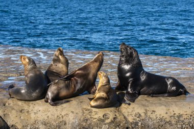 Güney Amerika deniz aslanı ,
