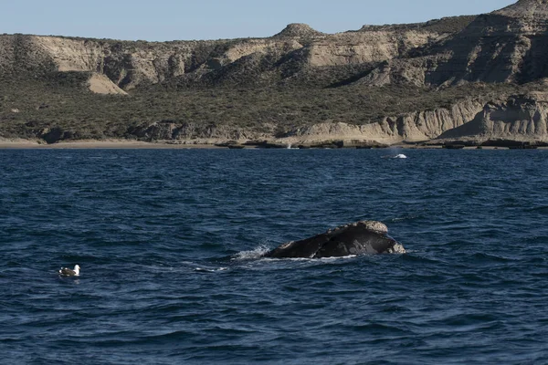 Sohutern Right Whale Surface Endangered Species Patagonia Argentina — Stock Photo, Image