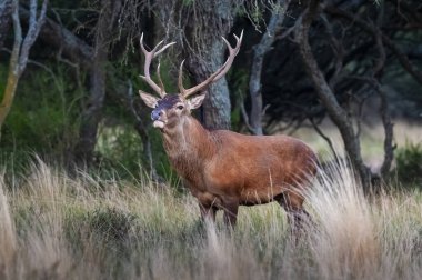 Calden Ormanı, La Pampa, Arjantin, Parque Luro, Doğa Koruma Alanı