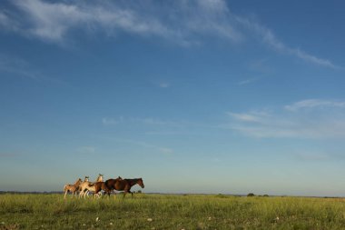 Arjantin kırsalında atlar, La Pampa ili, Patagonya, Arjantin.