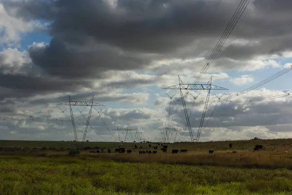 Vacas Pastando Campo Argentino Sob Uma Linha Energia Que Atravessa — Fotografia de Stock