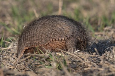 Armadillo Pampas kırsal kesiminde, La Pampa Eyaleti, Arjantin.