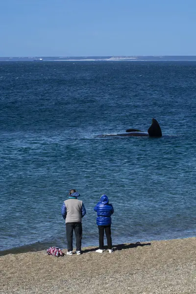 Tourists Watching Whales Observation Coast — Stock Photo, Image