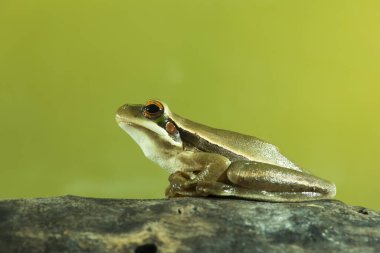 Montevideo Ağacı, Hyla Pulchela, La Pampa, Patagonya, Arjantin.