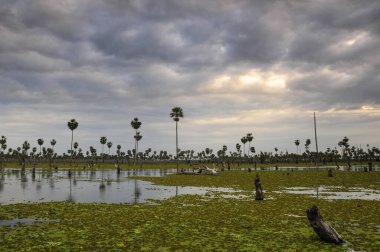 La Estrella Marsh, Formosa, Arjantin 'de palmiye manzarası.