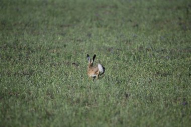 Avrupa Tavşanı, Lepus europaeus, La Pampa Eyaleti, Arjantin.