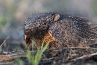 Armadillo Pampas kırsal kesiminde, La Pampa Eyaleti, Arjantin.