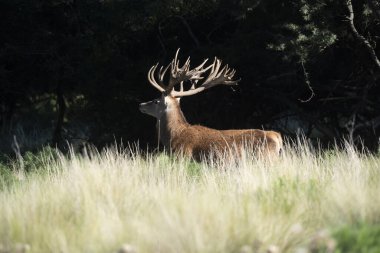 Kızıl geyik, La Pampa 'da kükreyen erkek, Arjantin, Parque Luro, Doğa Koruma Alanı