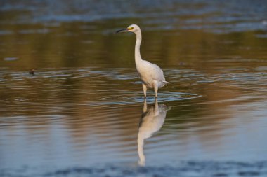 Snowy Egret, Egretta thula , perched, La Pampa Province, Patagonia, Argentina.