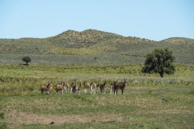 Pampas çimen ortamında Guanacos, La Pampa, Patagonya, Argen