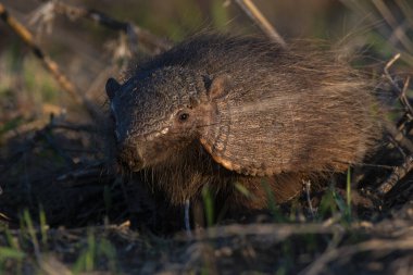 Armadillo Pampas kırsal kesiminde, La Pampa Eyaleti, Arjantin.