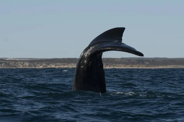Sohutern Right Whale Tail Lobtailing Endangered Species Patagonia Argentina — Stock Photo, Image