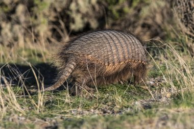 Kıllı Armadillo, çayırlık alanda, Yarımada Valdes, Patagonya, Arjantin