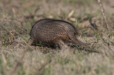 Armadillo Pampas kırsal kesiminde, La Pampa Eyaleti, Arjantin.