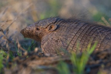 Armadillo Pampas kırsal kesiminde, La Pampa Eyaleti, Arjantin.