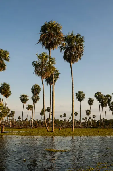 Palmenlandschap Estrella Marsh Provincie Formosa Argentinië — Stockfoto