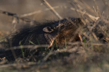 Armadillo Pampas kırsal kesiminde, La Pampa Eyaleti, Arjantin.