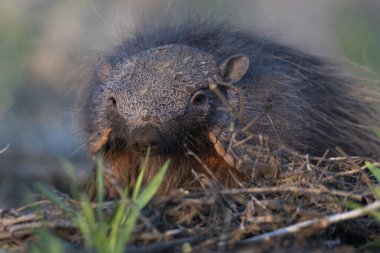 Armadillo Pampas kırsal kesiminde, La Pampa Eyaleti, Arjantin.