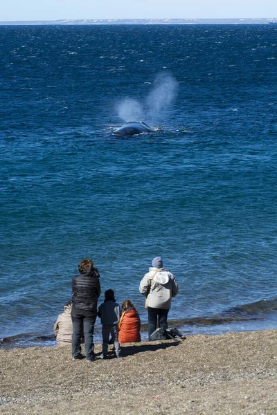 stock image Tourists watching whales, observation from the coast