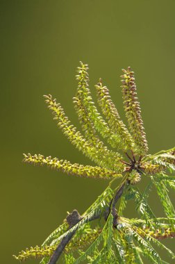 Calden Çiçeği Pampas Ormanı, La Pampa Eyaleti, Patagonya, Arjantin.