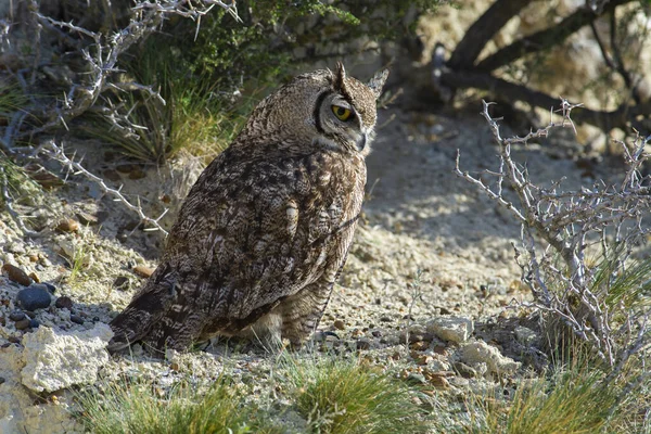 Great Horned Owl Bubo Virginianus Nacurutu Pension Valdes Patagonia Argentina — стоковое фото