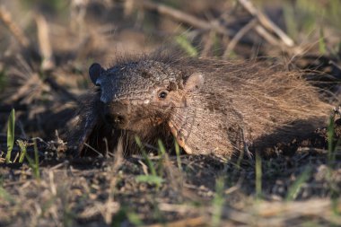 Armadillo Pampas kırsal kesiminde, La Pampa Eyaleti, Arjantin.