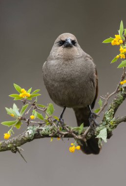 Calden Ormanı 'nda Bay winged Cowbird, La Pampa Eyaleti, Patagonya, Arjantin.