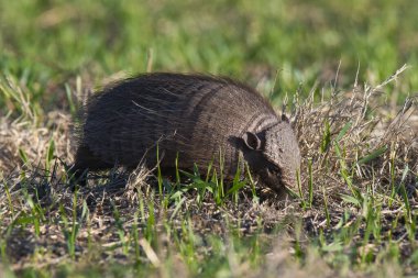 Armadillo Pampas kırsal kesiminde, La Pampa Eyaleti, Arjantin.