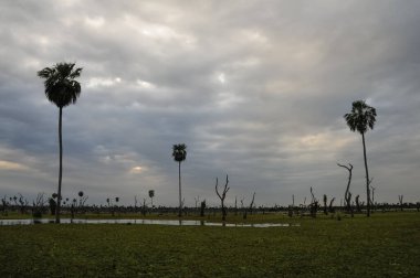 La Estrella Marsh, Formosa, Arjantin 'de palmiye manzarası.