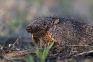 Armadillo Pampas kırsal kesiminde, La Pampa Eyaleti, Arjantin.