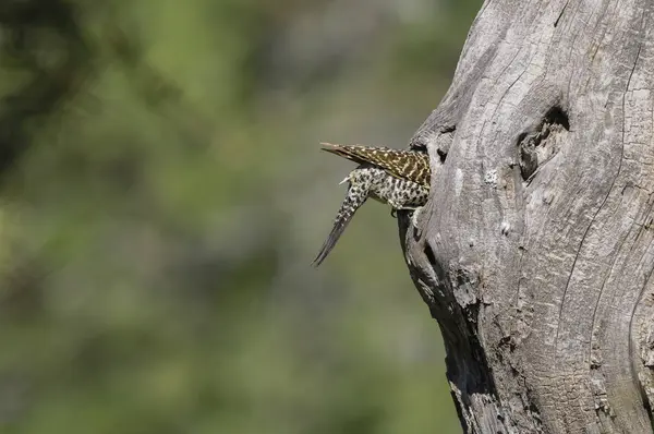 Green Barred Woodpecker Entering Nest Pampa Province Patagonia Argentina — Stock Photo, Image