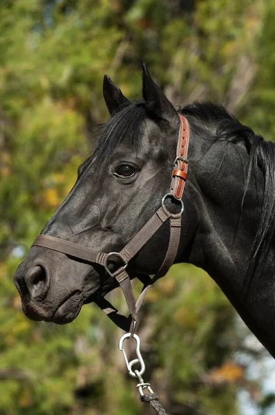Cavalo Reprodutor Negro Retrato Província Pampa Patagônia Argentina — Fotografia de Stock