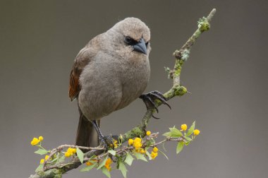 Calden Ormanı 'nda Bay winged Cowbird, La Pampa Eyaleti, Patagonya, Arjantin.