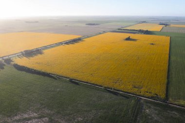 Ayçiçeği yetiştirme arazisi, La Pampa Eyaleti, Patagonya Arjantin