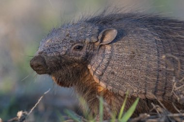 Armadillo Pampas kırsal kesiminde, La Pampa Eyaleti, Arjantin.