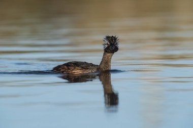 Beyaz Tuked Grebe, La Pampa Eyaleti, Patagonya, Arjantin